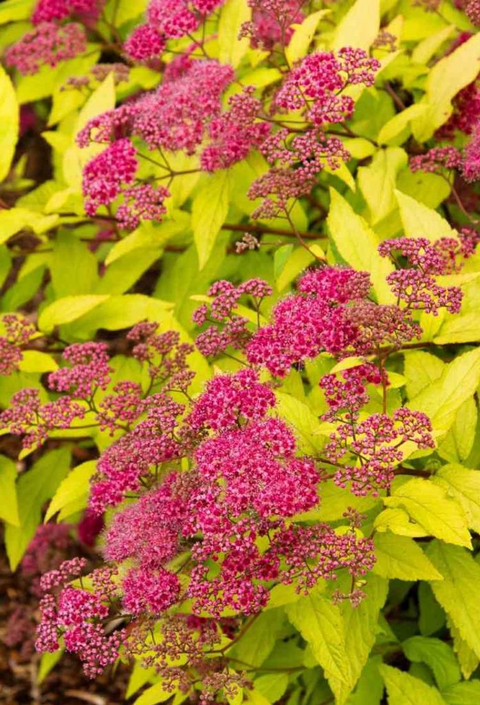 Flowering shrubs spar shrubs adorn the garden 9