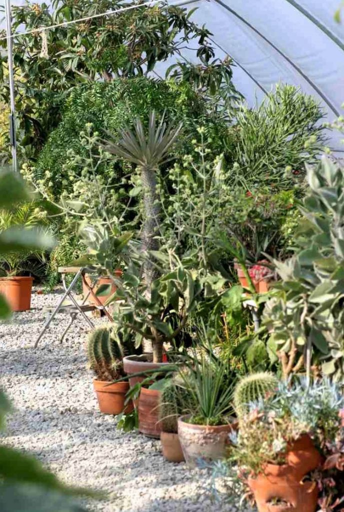 Mediterranean Garden Design and Plants 23