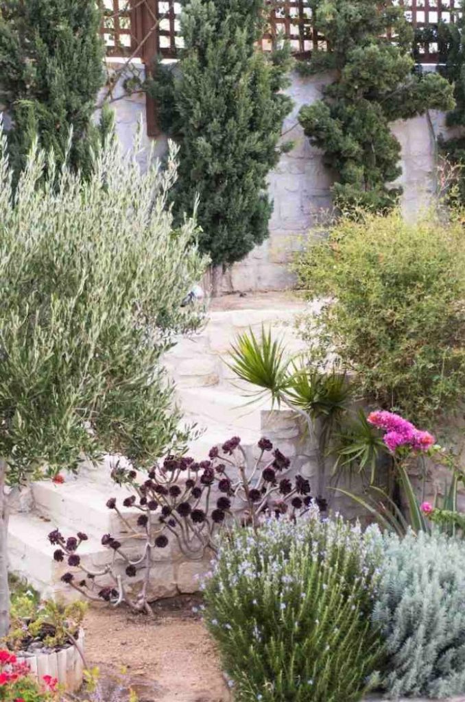 Mediterranean Garden Design and Plants 49