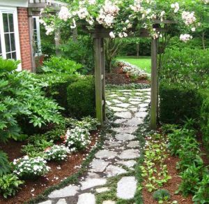 Plants Between Stone Slabs | Green Joints Instead of Weeds