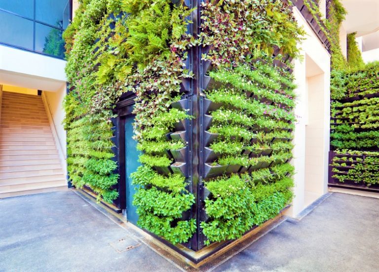 19 Tanaman Untuk Vertical Garden / Taman Vertikal