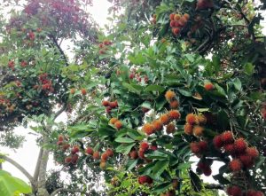 Langkah-langkah Mencangkok Pohon Rambutan