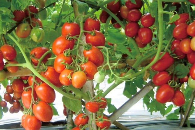 Klasifikasi & Morfologi Tanaman Tomat