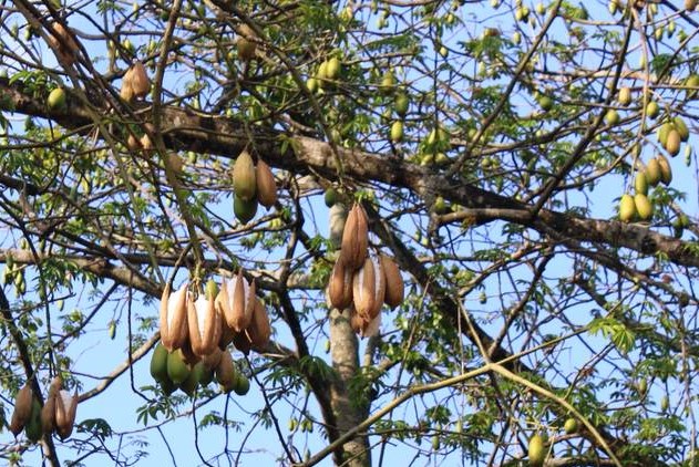 Pohon Randu - Klasifikasi, Morfologi, Persebaran, & Manfaat