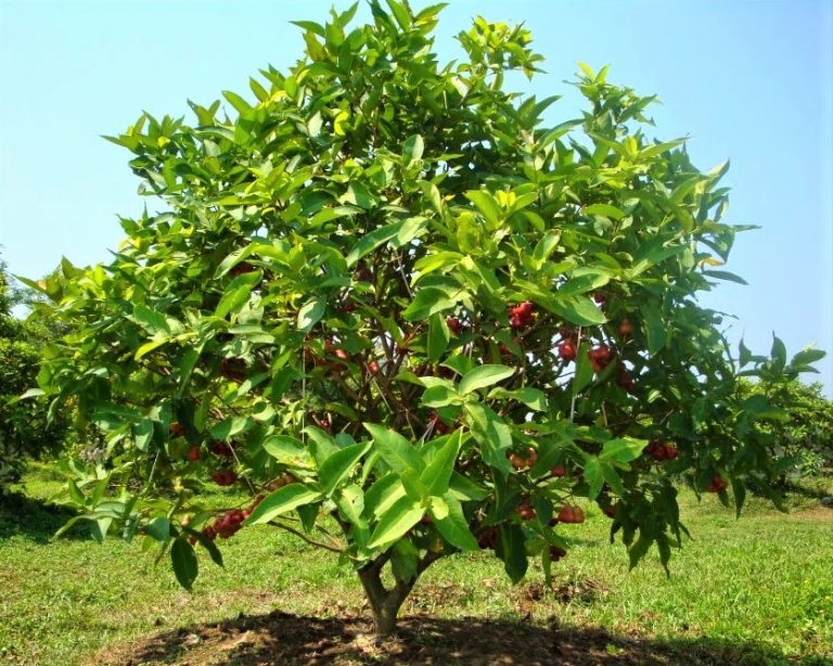 Pohon Jambu