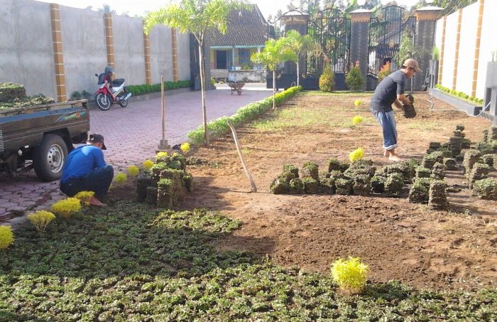 Persiapan lahan rumput gajah mini