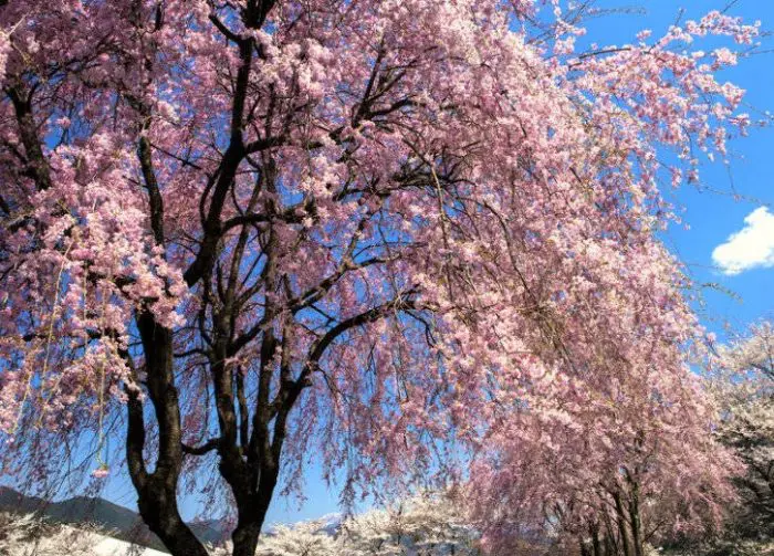 bunga sakura shidarezakura