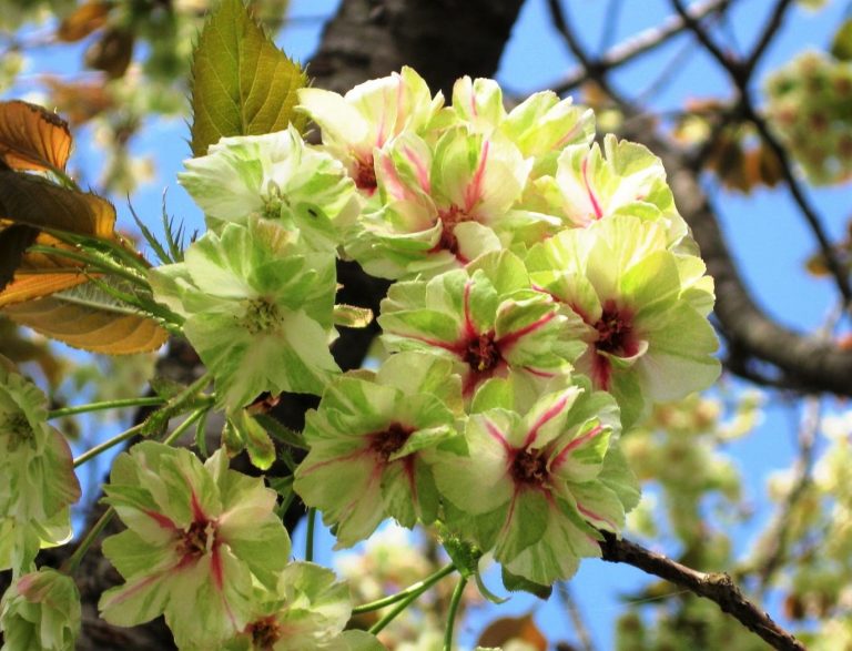 6 Jenis Bunga  Sakura  Klasifikasi Filosofinya