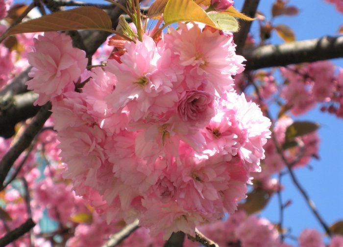 6 Jenis Bunga Sakura + Klasifikasi & Filosofinya