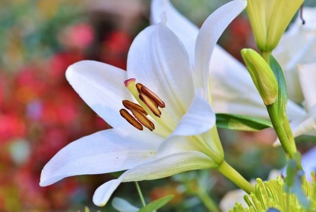 Jenis Bunga  Lily  Arti Berdasarkan Warna Cara Budidayanya