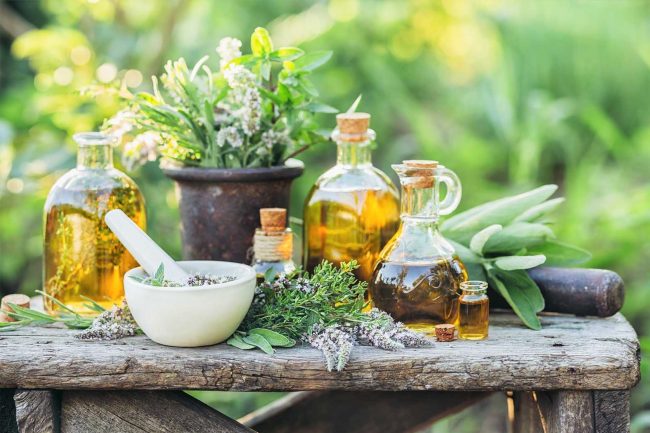 6 Tanaman Herbal Paling Populer di Indonesia