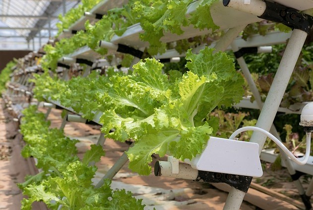 6 Jenis Tanaman Hidroponik Sayur Yang Mudah di Tanam – Garden Center