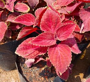 Tanaman Miana Merah (Coleus Atropurpureus) Ulasan Lengkap