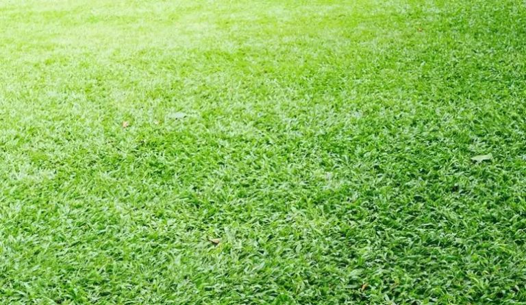 Satu Rumput Memilih Jenis Rumput Hias Selain Rumput Jepang Untuk Taman