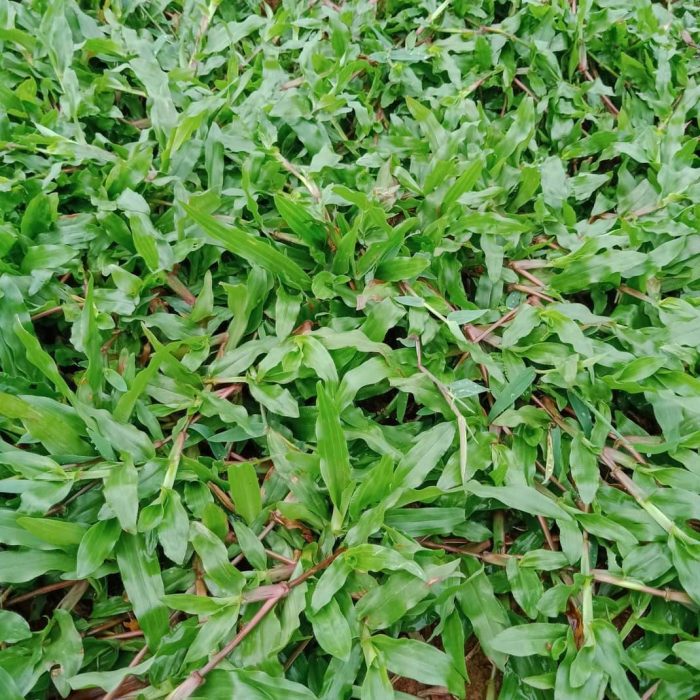 Rumput gajah besar