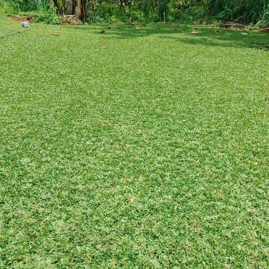 Rumput Rumput Top 6 Jenis Rumput untuk Taman yang Umum Digunakan