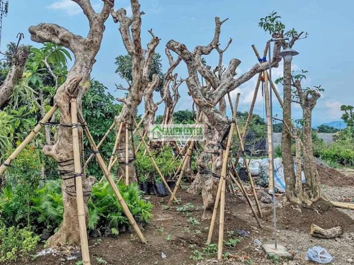 Koleksi Kamboja Fosil