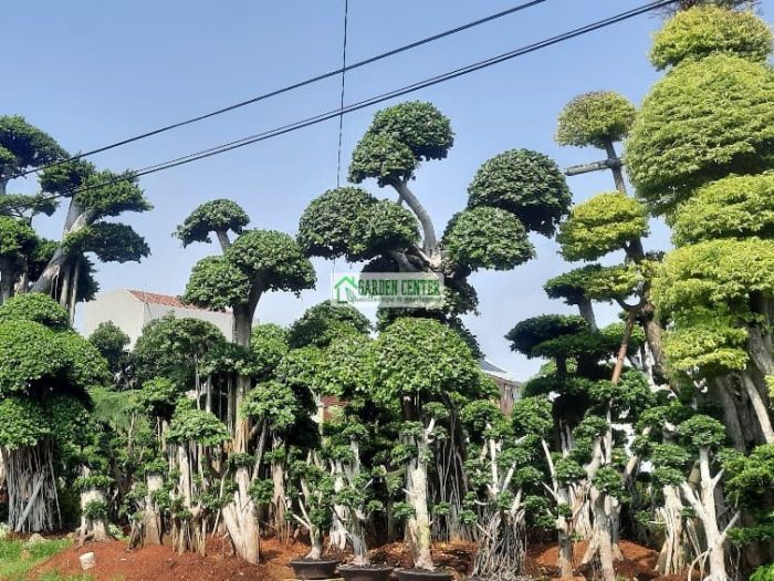 Koleksi bonsai taman lengkap
