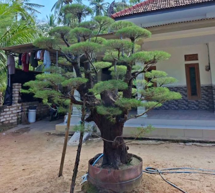 Koleksi cemara udan