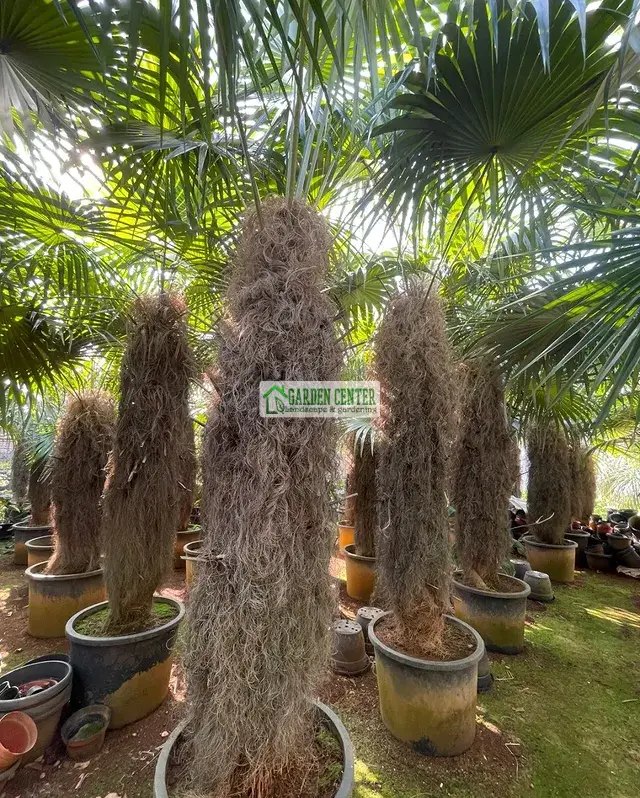 Koleksi palem jenggot 1