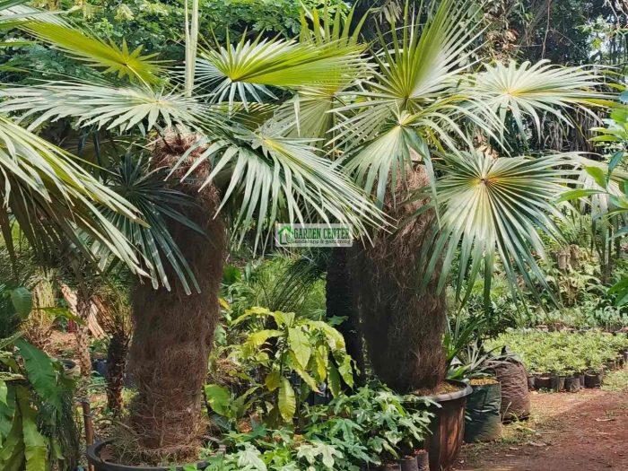 Koleksi palem jenggot