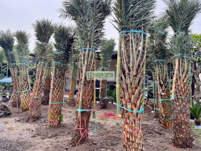 Koleksi palem kenari