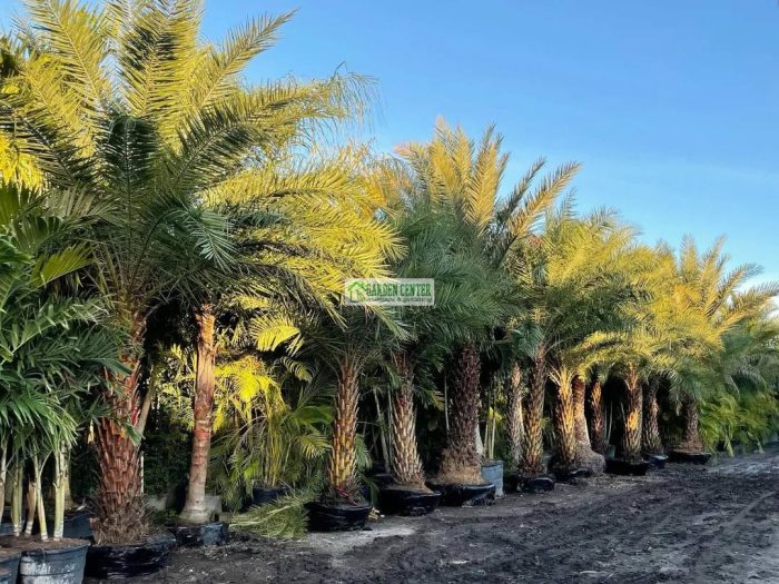 Koleksi palem kurma