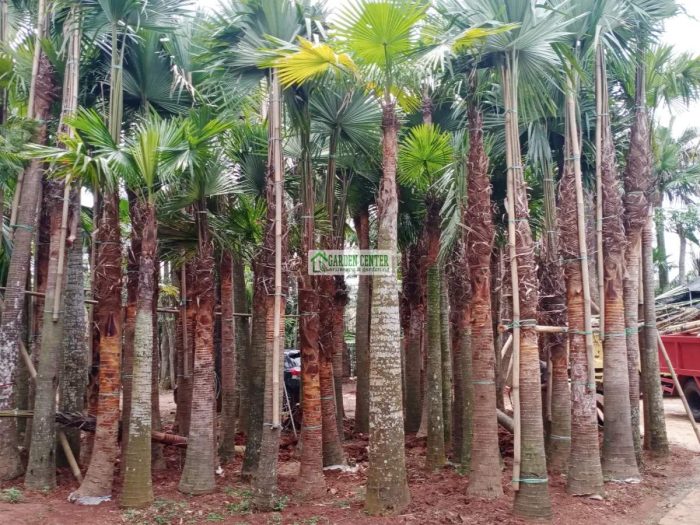 Koleksi palem sadeng