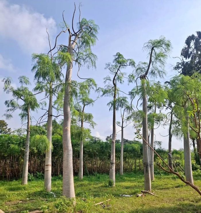 Koleksi pohon kelor afrika