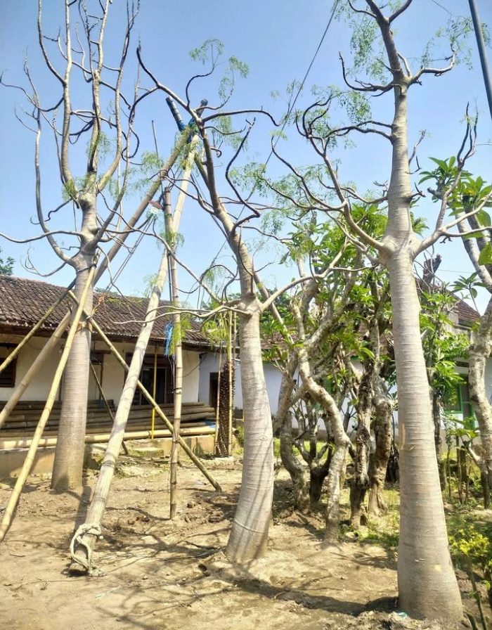 Koleksi pohon kelor afrika