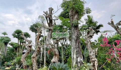 Koleksi pohon taman lengkap