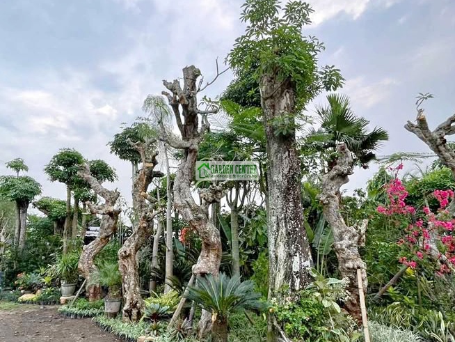 Koleksi pohon taman lengkap