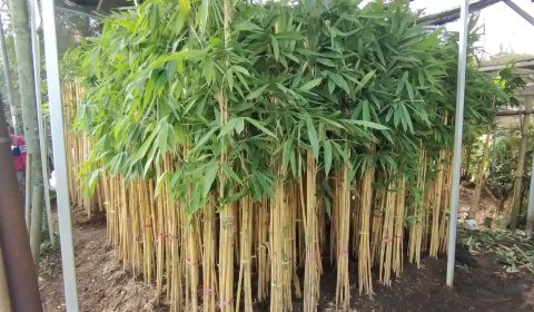 Koleksi tanaman bambu kuning