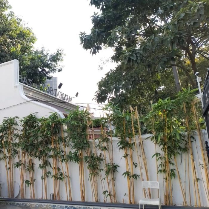 Tanaman bambu kuning untuk taman