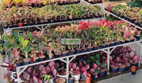 jual tanaman hias