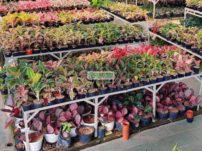 jual tanaman hias