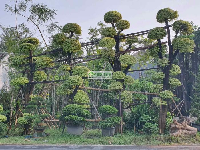 koleksi bonsai anting putri