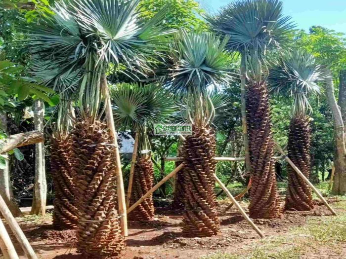 koleksi palem taman