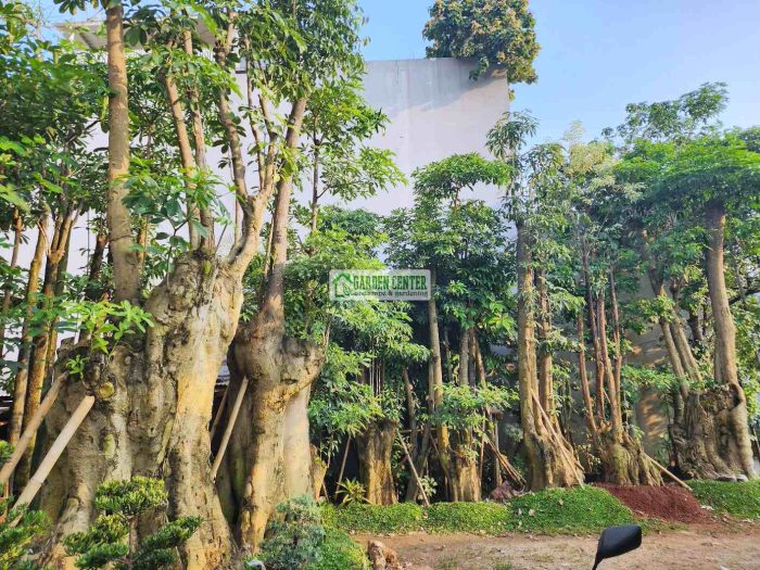 koleksi pohon pule