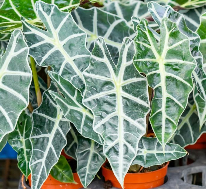 Alocasia Amazonica