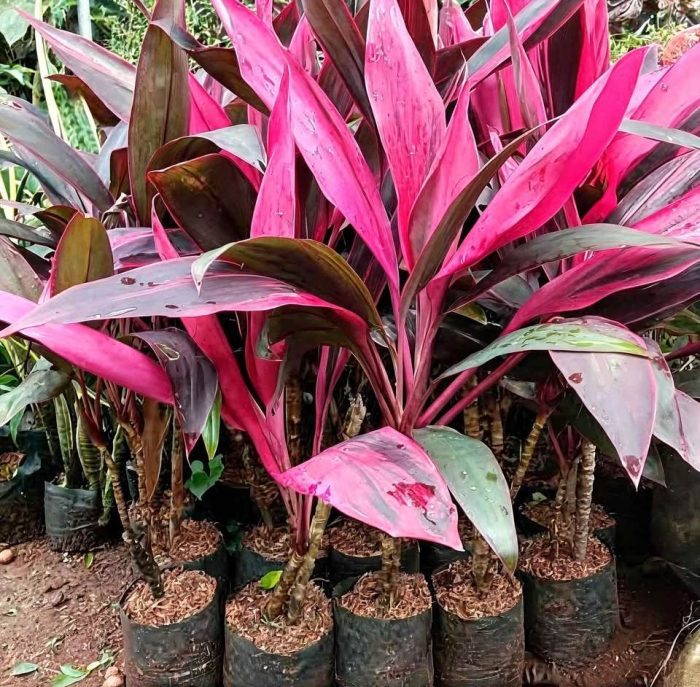 Cordyline Andong Merah