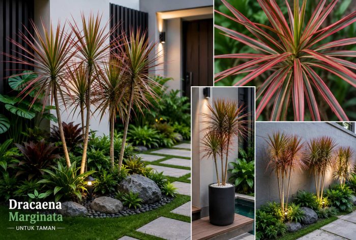 Dracaena Marginata untuk taman