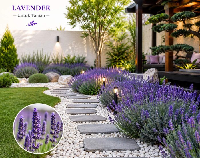 Lavender untuk taman