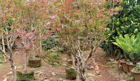 Pohon red maple untuk taman