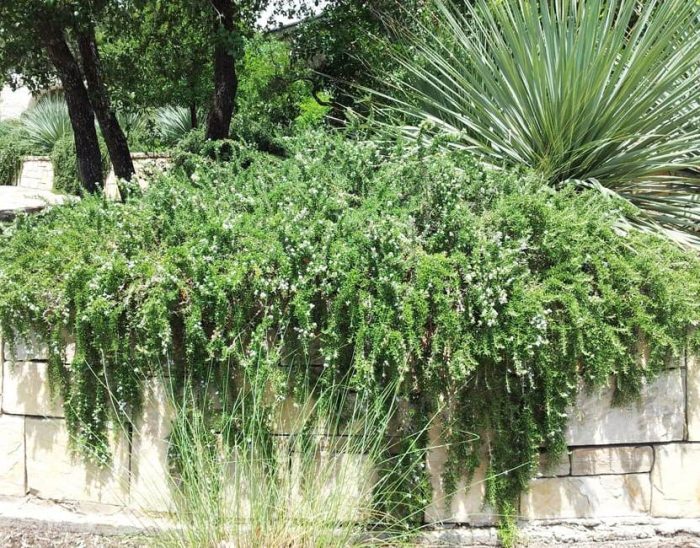Rosemary Creeping