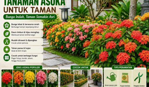 Tanaman asoka untuk taman