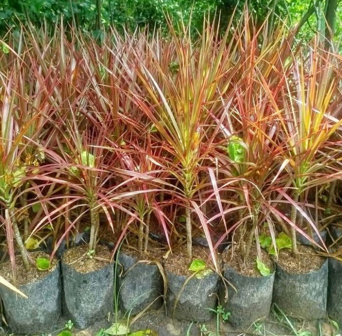 dracaena marginata