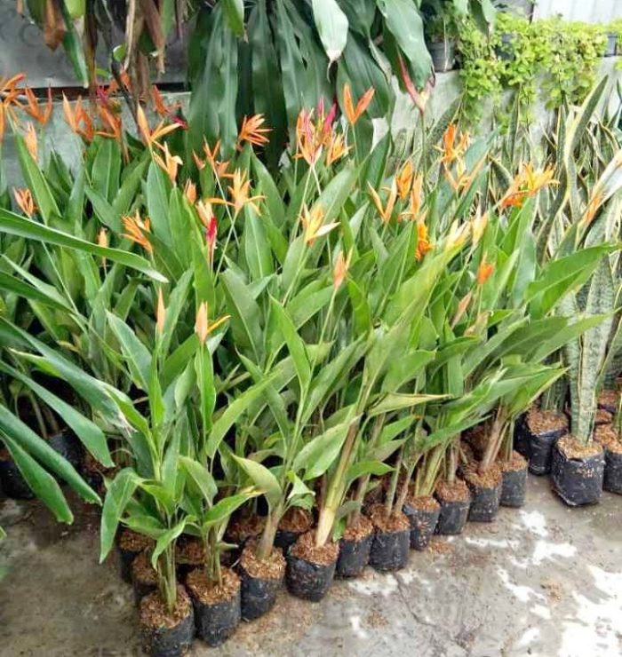 tanaman heliconia