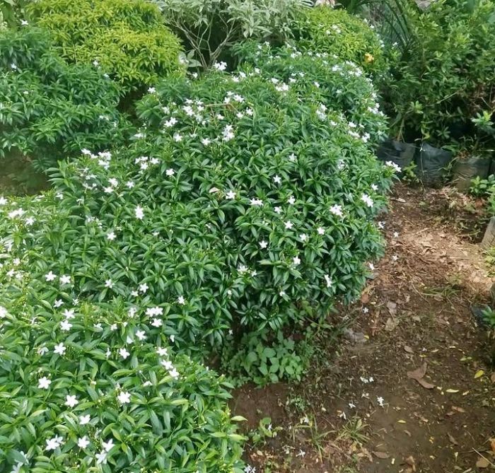 tanaman melati jepang