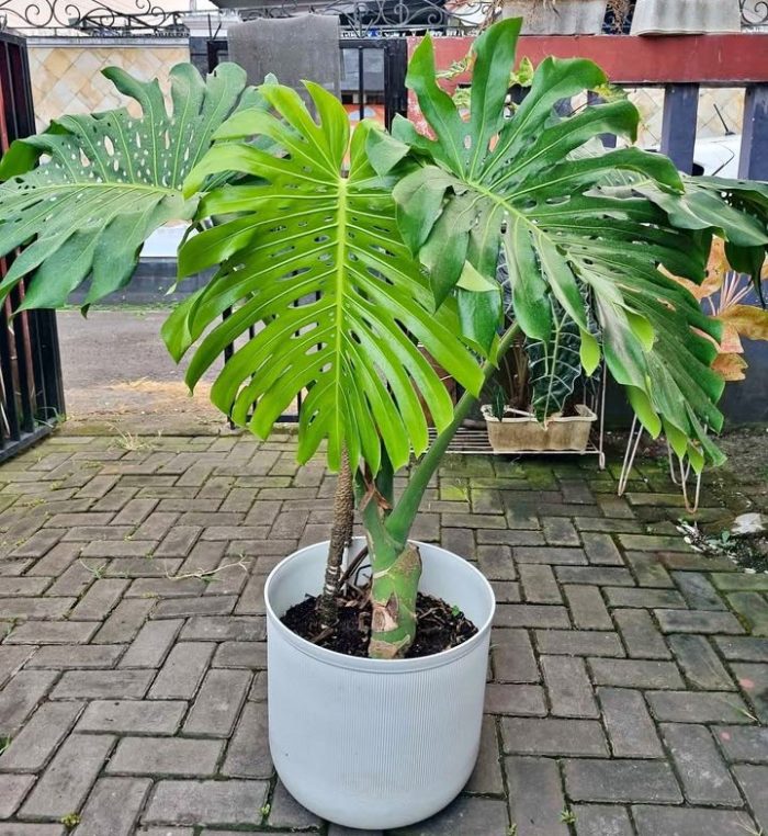 tanaman monstera deliciosa
